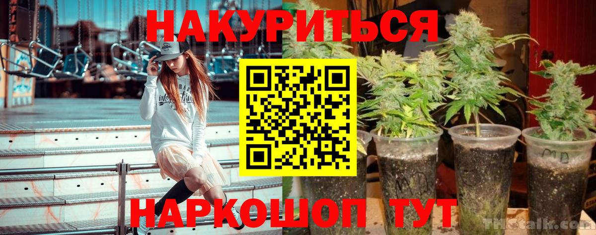 Каннабис сатива Шали